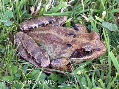 common frog (Rana temporaria) Kenneth Noble